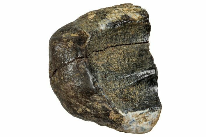 Fossil Triceratops Shed Tooth - Montana #350712